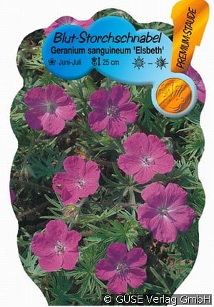 Storchschnabel
