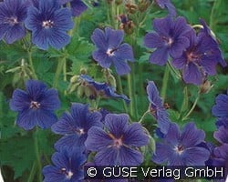 Pracht-Storchschnabel kaufen, clicken für mehr Details Pracht-Storchschnabel