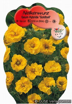Nelkenwurz  'Goldball'
