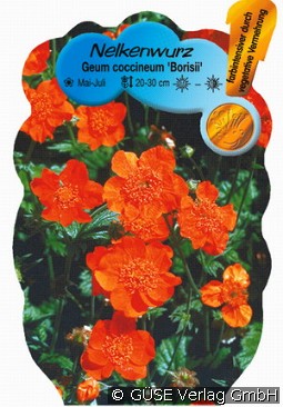 Nelkenwurz kaufen, click for more details Nelkenwurz