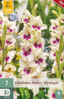 Gladiole Amber Mystique