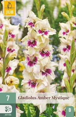Gladiole Amber Mystique kaufen, click for more details Gladiole Amber Mystique