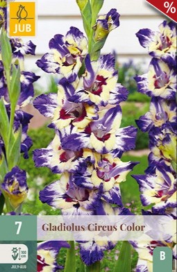 Gladiole Circus Color