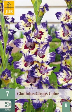 Gladiole Circus Color