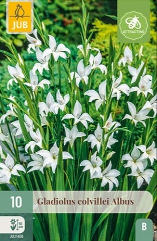 Gladiole Colvillei Albus
