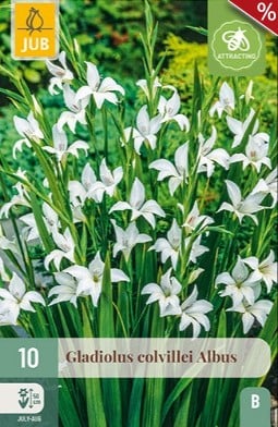 Gladiole Colvillei Albus kaufen, clicken für mehr Details Gladiole Colvillei Albus