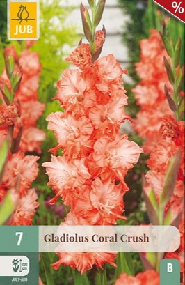 Gladiole Coral Crush