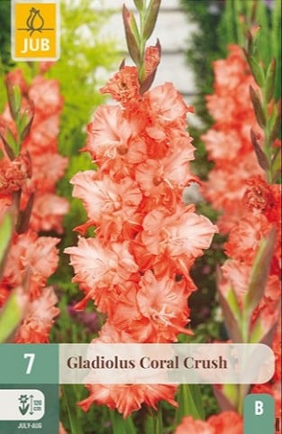 Gladiole Coral Crush