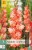 Gladiole Coral Crush