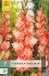 Gladiole Coral Crush kaufen