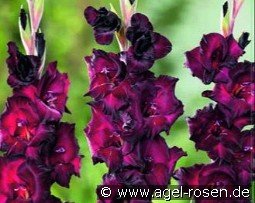 Gladiole Espresso