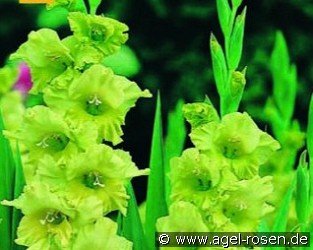 Gladiole Evergreen