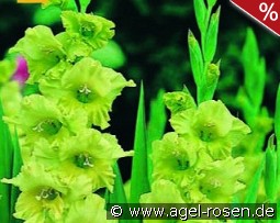 Gladiole Evergreen