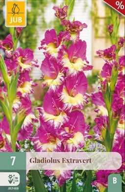 Gladiole Extravert kaufen, clicken für mehr Details Gladiole Extravert