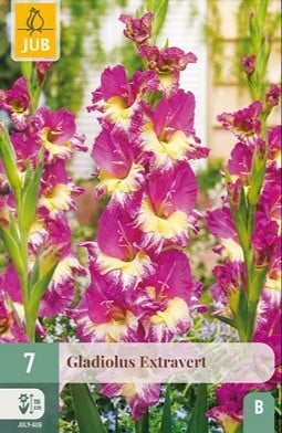 Gladiole Extravert kaufen, clicken für mehr Details Gladiole Extravert