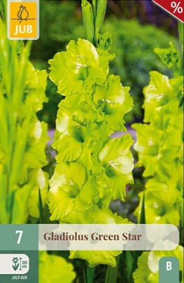 Gladiole Green Star