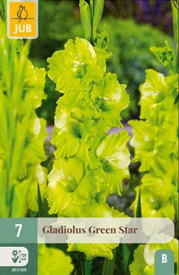Gladiole Green Star