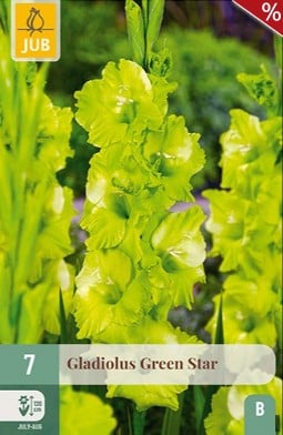 Gladiole Green Star kaufen, clicken für mehr Details Gladiole Green Star