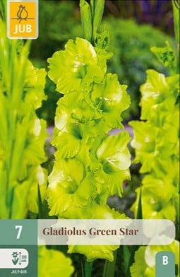 Gladiole Green Star kaufen, clicken für mehr Details Gladiole Green Star