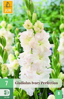 Gladiole Ivory Perfection