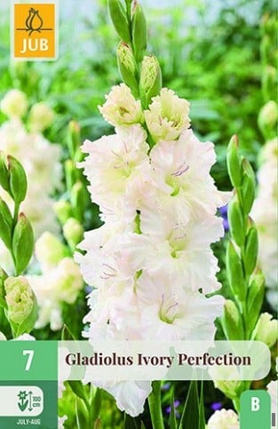 Gladiole Ivory Perfection