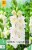 Gladiole Ivory Perfection