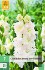Gladiole Ivory Perfection kaufen