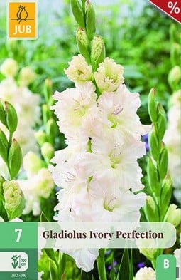 Gladiole Ivory Perfection kaufen, clicken für mehr Details Gladiole Ivory Perfection