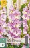 Gladiole Magenta Princess kaufen