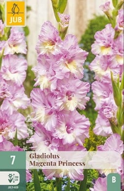 Gladiole Magenta Princess kaufen, clicken für mehr Details Gladiole Magenta Princess