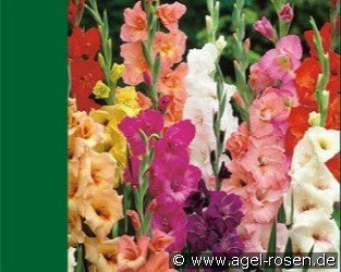 Gladiole Mix