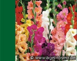 Gladiole Mix kaufen, click for more details Gladiole Mix