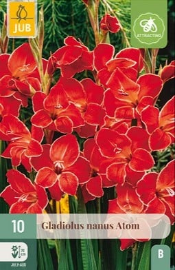 Gladiole Nanus Atom kaufen, click for more details Gladiole Nanus Atom
