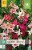 Gladiole Nanus Mix