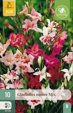 Gladiole Nanus Mix kaufen, click for more details Gladiole Nanus Mix
