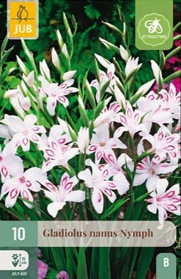 Gladiole Nanus Nymph
