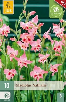 Gladiole Nathalie kaufen, click for more details Gladiole Nathalie