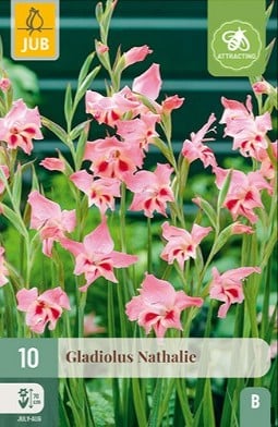 Gladiole Nathalie kaufen, click for more details Gladiole Nathalie