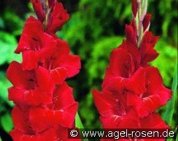 Gladiole Oscar