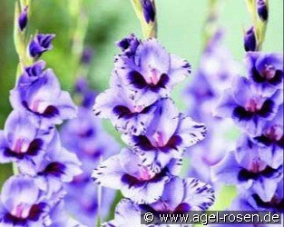 Gladiole Passos