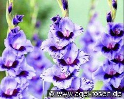 Gladiole Passos