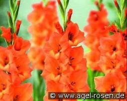 Gladiole Peter Pears