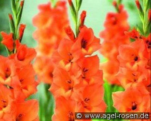 Gladiole Peter Pears