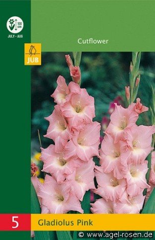 Gladiole Pink