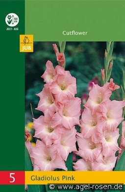 Gladiole Pink kaufen, click for more details Gladiole Pink