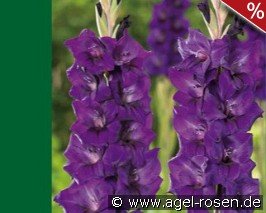 Gladiole Purple