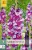 Gladiole Purple Art
