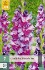 Gladiole Purple Art kaufen