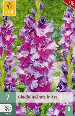 Gladiole Purple Art kaufen, click for more details Gladiole Purple Art