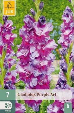 Gladiole Purple Art kaufen, click for more details Gladiole Purple Art